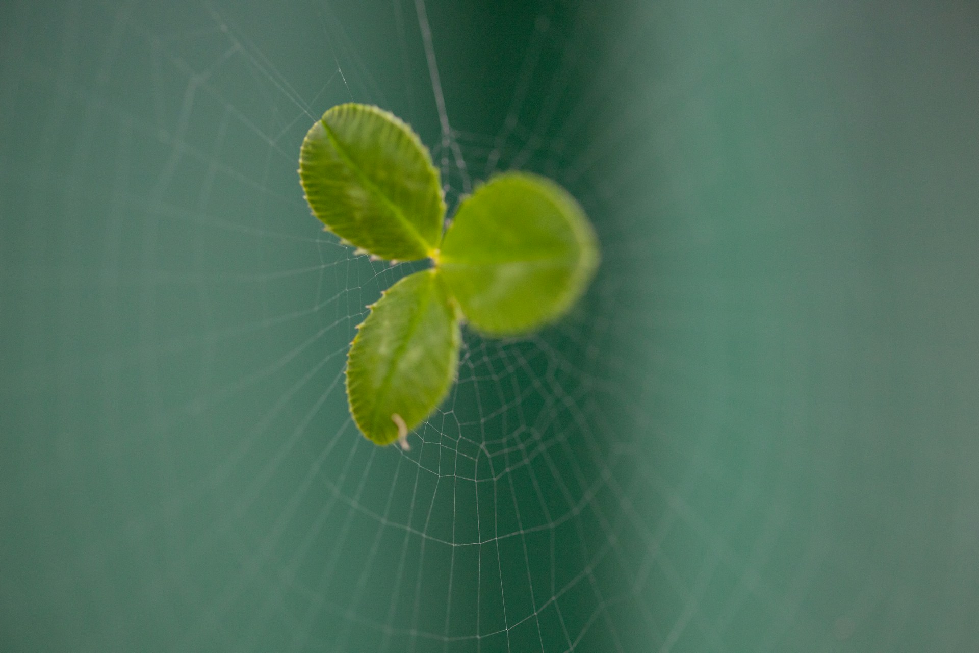 A spider's web with a green leaf in the centre